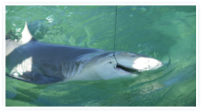 Bonefish Bradley Hooking A Shark